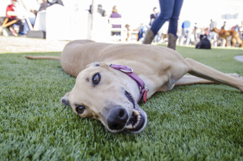 Happy dog lounging in the shade on K9Grass