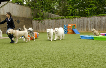 K9Grass 5-Star Facility Affectionate Pet Care