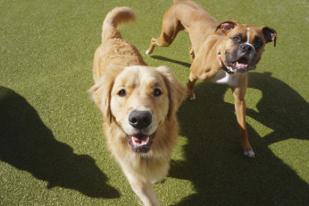 K9Grass 5-Star Facility Ruff Housing