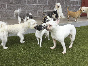 Pet Boarding and Training Facility in Kailua-Kona, Hawaii