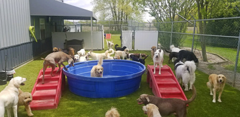 Rover Come Over Facility by ForeverLawn