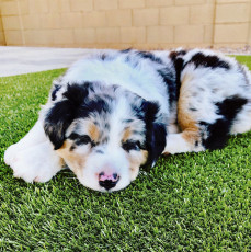 K9Grass by ForeverLawn East Valley
