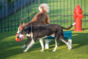 K9Grass at Dogipot Headquarters Installed by ForeverLawn Central Florida