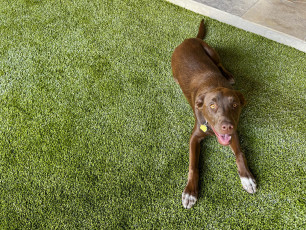 ForeverLawn Mile High