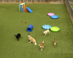 K9Grass 5-Star Facility Affectionate Pet Care