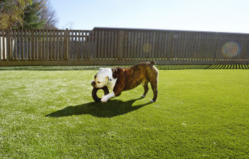Dogs Playing on K9Grass at Affectionate Pet Care