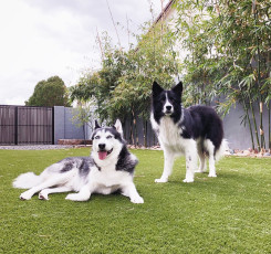 K9Grass by ForeverLawn East Valley
