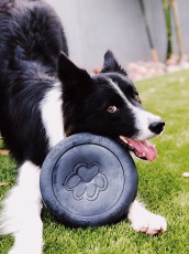 K9Grass by ForeverLawn East Valley