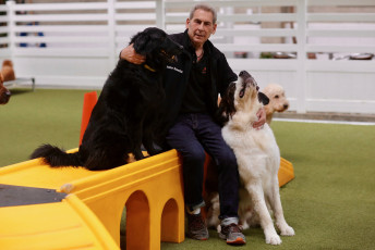 Superior Los Angeles, California Dog Facility, LA Dogworks