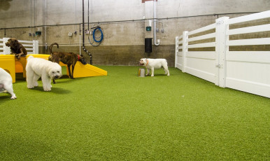 Superior Los Angeles, California Dog Facility, LA Dogworks