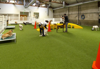 Superior Los Angeles, California Dog Facility, LA Dogworks