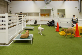 Superior Los Angeles, California Dog Facility, LA Dogworks