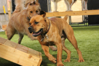 Dogs playing chase on K9Grass