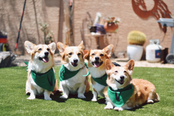 ForeverLawn East Valley Gives Arizona Corgi Rescues the Home of Their Dreams