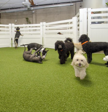 Superior Los Angeles, California Dog Facility, LA Dogworks