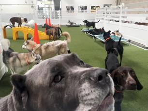 Superior Los Angeles, California Dog Facility, LA Dogworks