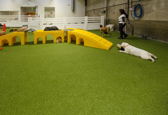 Superior Los Angeles, California Dog Facility, LA Dogworks