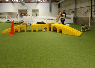 Superior Los Angeles, California Dog Facility, LA Dogworks