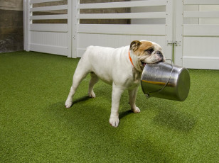 Superior Los Angeles, California Dog Facility, LA Dogworks
