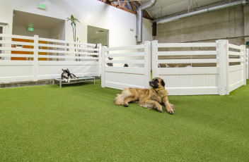 Superior Los Angeles, California Dog Facility, LA Dogworks