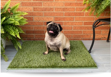 Purchase K9Grass® Accessories, K9Grass Mats