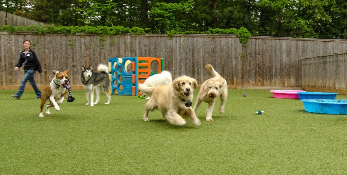 Pet Lawn for Commercial Pet Facilities | K9Grass by ForeverLawn - Pet Lawn Lawn Lawn Types
