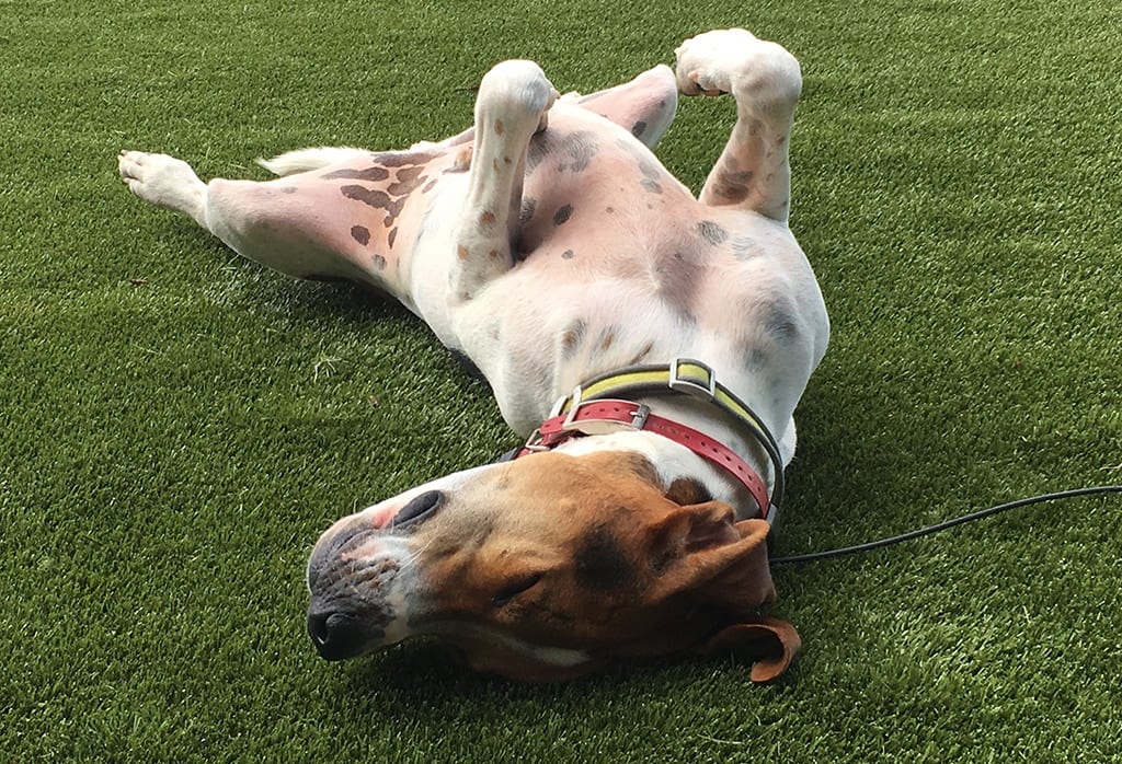 dog-spread-out-lounging