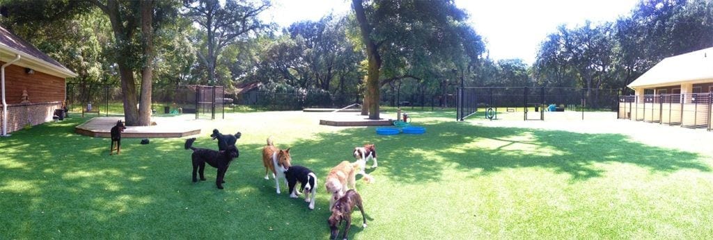 Pet Grass for Dogs - Solutions We Offer | K9Grass by ForeverLawn