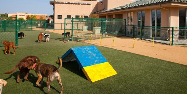 Imitation Grass for Dogs - Veterinary Facilities | K9Grass