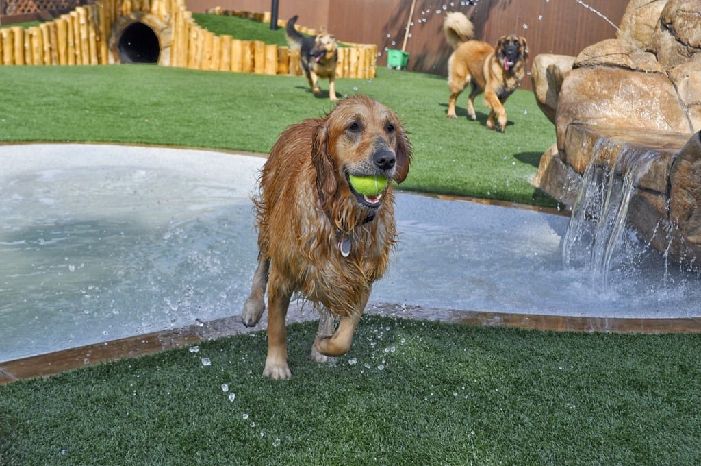 The Artificial Grass Designed Specifically for Dogs