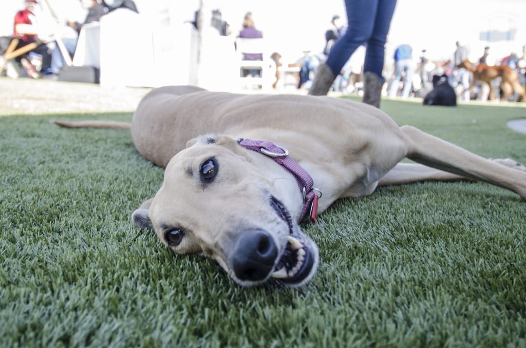 Dog laying on K9Grass by ForeverLawn