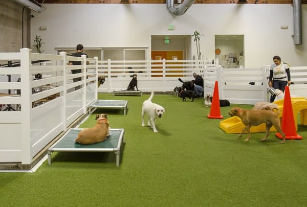 LA Dogworks dog resort with K9Grass Classic by ForeverLawn