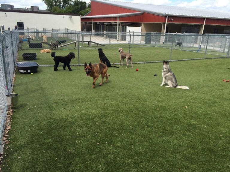 Whiskers Pet Resort Grand Rapids, MI K9Grass by ForeverLawn