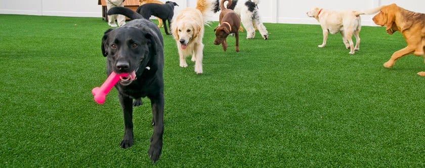 Dogs running and playing on K9Grass by ForeverLawn