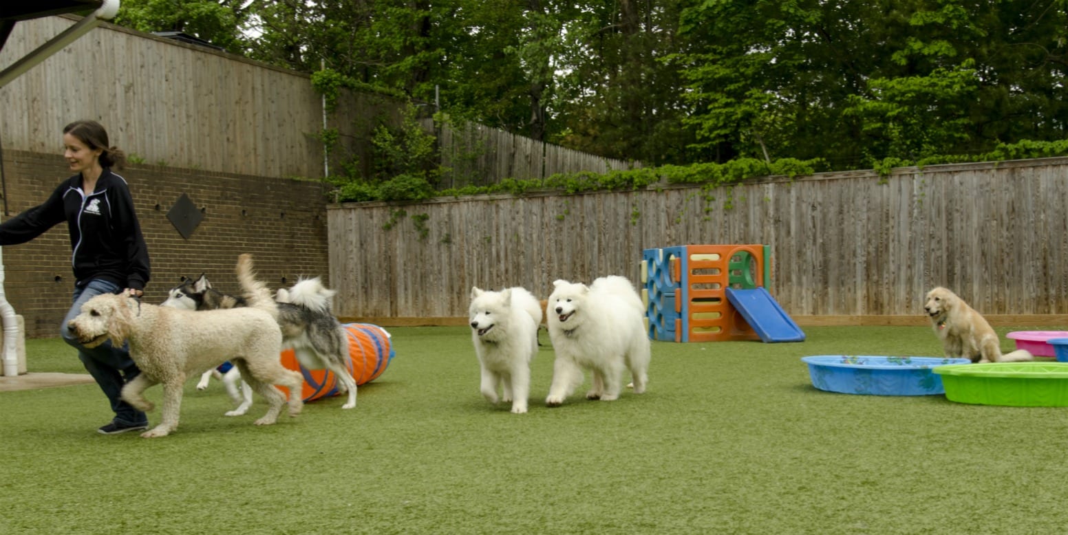 Dog playing on K9Grass Classic installed at Affectionate Pet Care