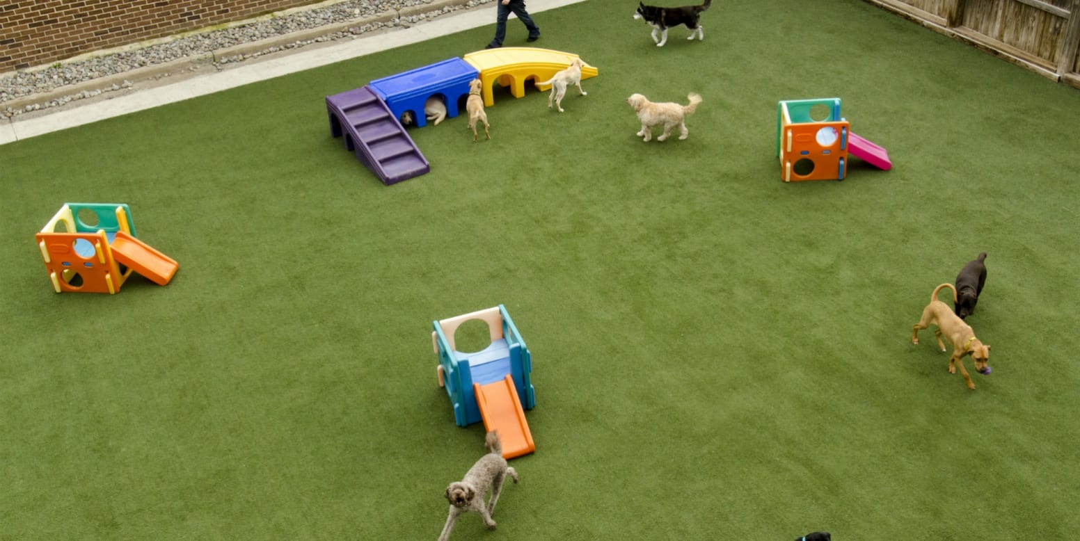 Dog playing on K9Grass Classic installed at Affectionate Pet Care