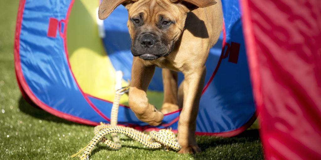 Riverbark Pet Retreat Spring Lake, NC K9Grass by ForeverLawn
