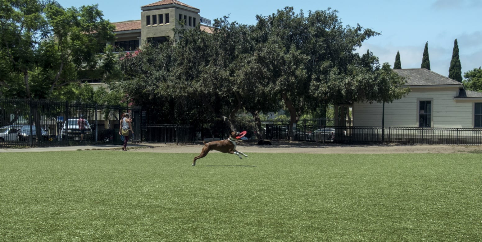 Little Italy Dog Park with K9Grass