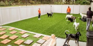 fake turf for dogs