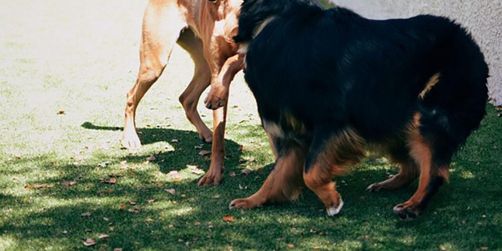 Jefferson Chandler Apartment Complex Chandler, AZ K9Grass