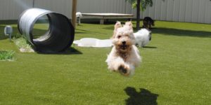 pet friendly synthetic grass