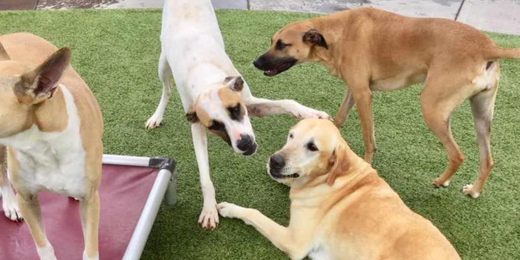 Sterling Meadows Kennel and Cattery ForeverLawn, Inc.