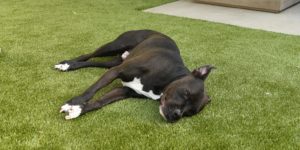 Dog laying on synthetic grass for dogs