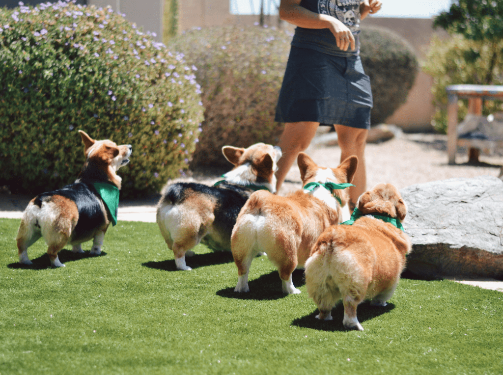 Corgi Backyard