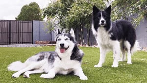 black and white dogs