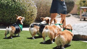 corgies on k9grass