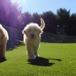 turf grass for dogs