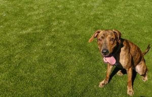 dog turf installation