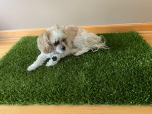 artificial grass for dog potty