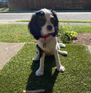 artificial grass good for dogs